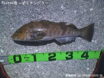 アイナメ-2012-8-16 10:8