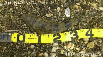 マゴチ-2012-8-16 9:23