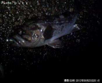 クロソイ-2012-8-23 20:41