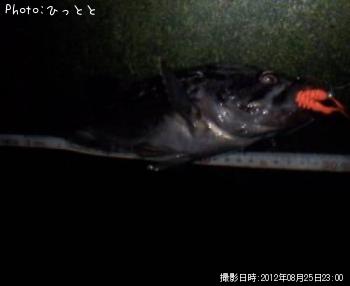 クロソイ-2012-8-25 23:0