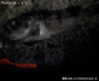 クロソイ-2012-8-25 20:30
