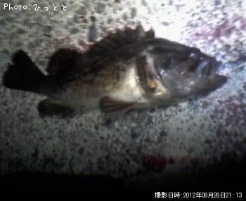 クロソイ-2012-8-28 21:13