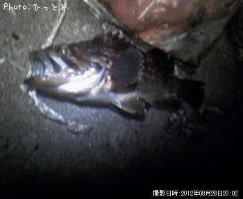 クロソイ-2012-8-28 20:2