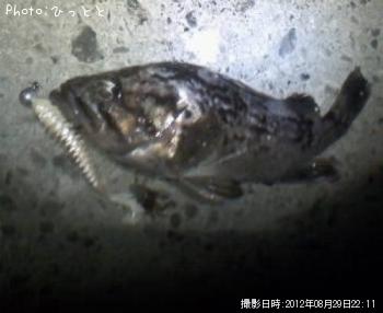 クロソイ-2012-8-29 22:11