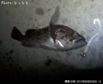 クロソイ-2012-8-29 22:14