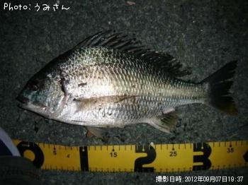キビレ-2012-9-7 19:37