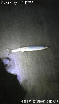 カマス-2012-9-15 5:17