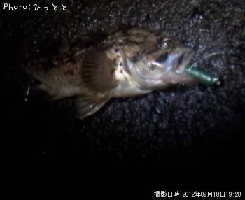 クロソイ-2012-9-18 19:20