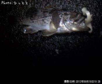 クロソイ-2012-9-18 19:28