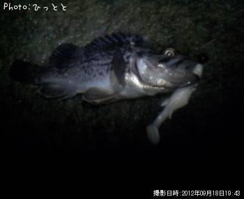 クロソイ-2012-9-18 19:43