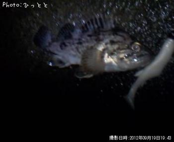 クロソイ-2012-9-19 19:43