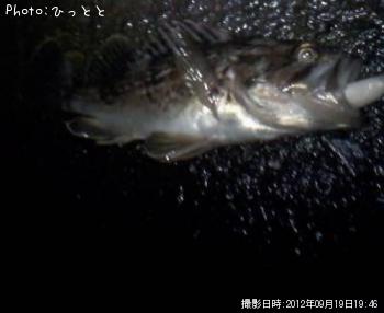 クロソイ-2012-9-19 19:46