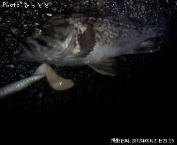 クロソイ-2012-9-21 23:25