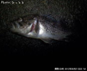 クロソイ-2012-9-21 22:54