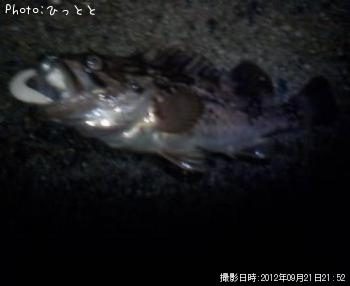 クロソイ-2012-9-21 21:52