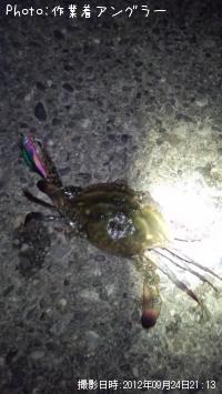 カニ-2012-9-24 21:13