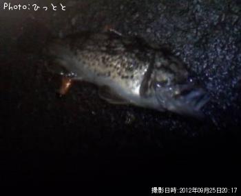 クロソイ-2012-9-25 20:17