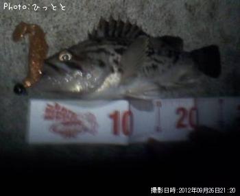 クロソイ-2012-9-26 21:20