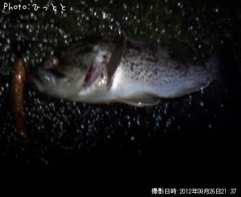 クロソイ-2012-9-26 21:37