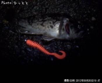 クロソイ-2012-9-30 19:47