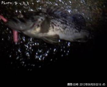 クロソイ-2012-9-30 18:45