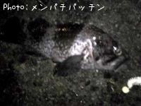 クロソイ-2009-1-11 20:31