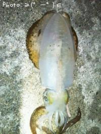 アオリイカ-2012-10-6 22:17