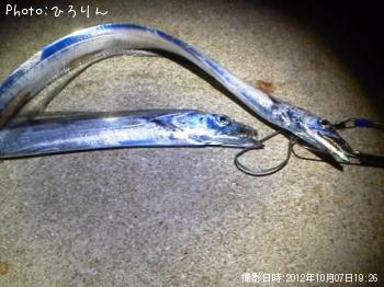 太刀魚-2012-10-7 19:26