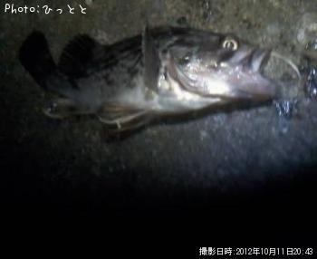クロソイ-2012-10-11 20:43