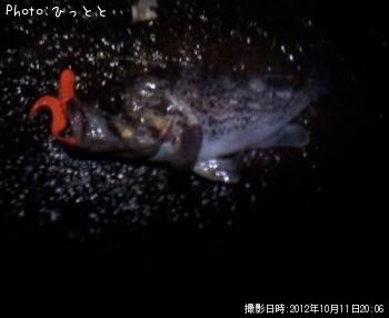 クロソイ-2012-10-11 20:6