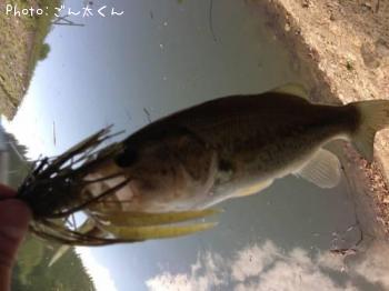 ブラックバス-2012-10-11 20:13