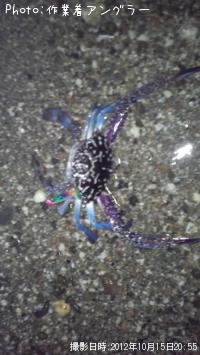 カニ-2012-10-15 20:55