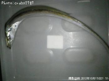 太刀魚-2012-10-15 21:51