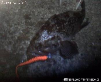 クロソイ-2012-10-18 20:3