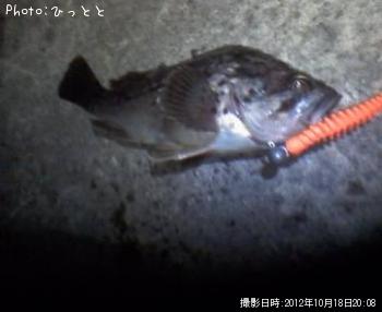 クロソイ-2012-10-18 20:8