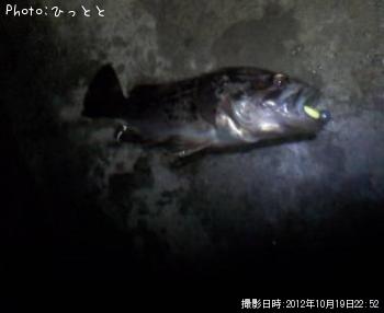 クロソイ-2012-10-19 22:52