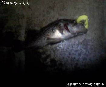 クロソイ-2012-10-19 22:34