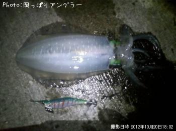 アオリイカ-2012-10-20 18:2