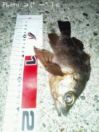 メバル-2012-10-21 4:50