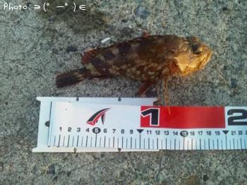 カサゴ-2012-10-21 6:12