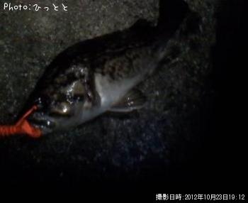 クロソイ-2012-10-23 19:12