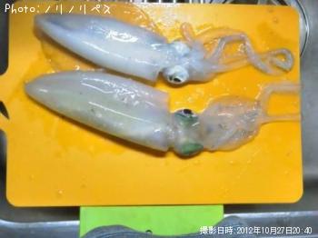 アオリイカ-2012-10-27 20:40