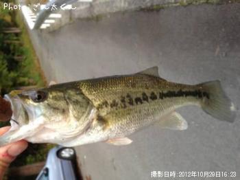 ブラックバス-2012-10-29 16:23