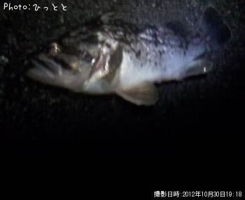 クロソイ-2012-10-30 19:18