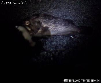 クロソイ-2012-10-30 19:16