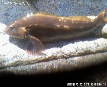アイナメ-2012-11-3 10:18