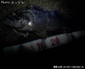 クロソイ-2012-11-3 22:29