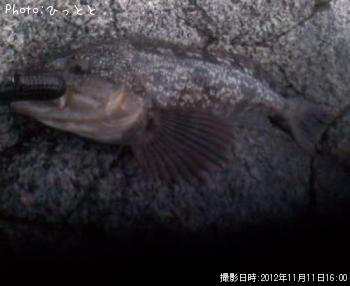 アイナメ-2012-11-11 16:0