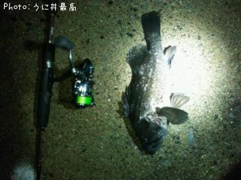 クロソイ-2012-11-12 17:20