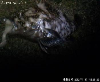 ムラソイ-2012-11-14 21:22